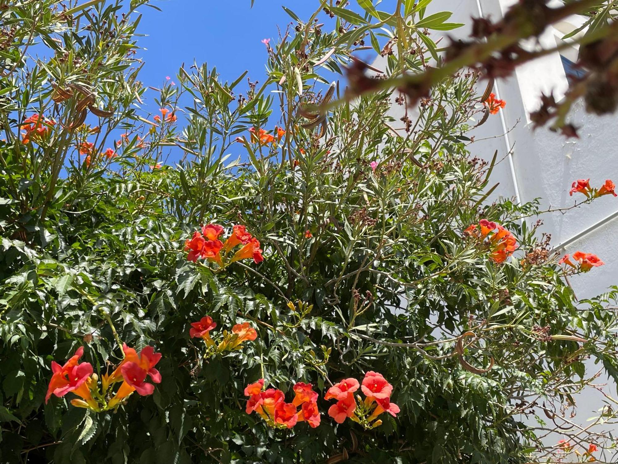דירות Kato Klisma Galatea House With Terraces מראה חיצוני תמונה